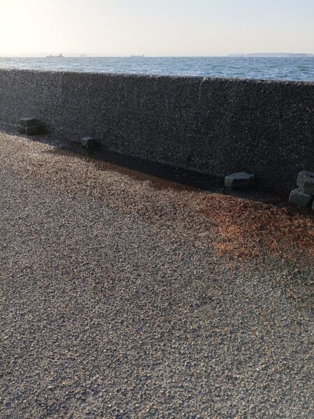 元気なシーバス