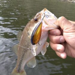 ミノー、クランク、フリーリグで3匹