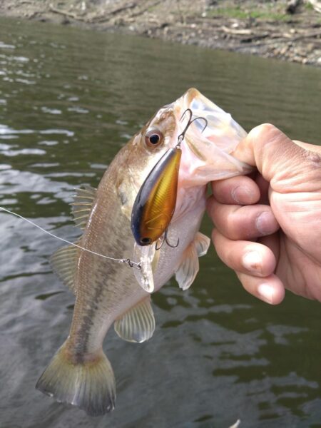 ミノー、クランク、フリーリグで3匹