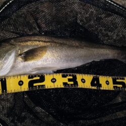 時合は20時前後