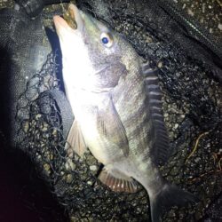 ナイトチニング