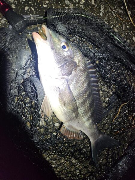 ナイトチニング