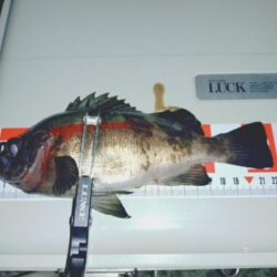 のんびり青イソメでウキ釣り