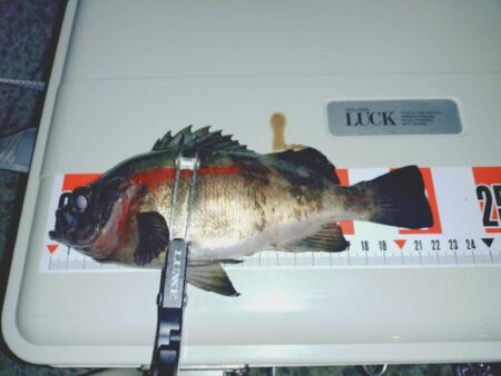 のんびり青イソメでウキ釣り