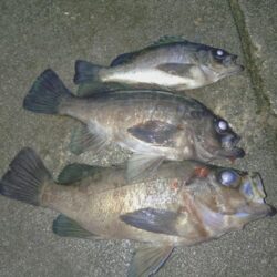 粘り勝ちプラッキング