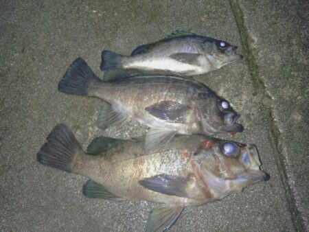 粘り勝ちプラッキング