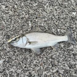 ヒラセイゴ釣れました!