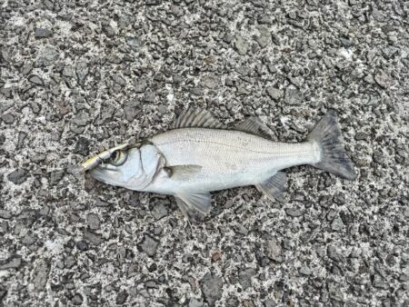 ヒラセイゴ釣れました!