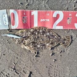 ソゲとヒラセイゴが釣れました!
