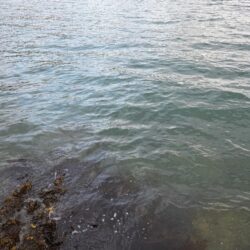 この時期にこやつが