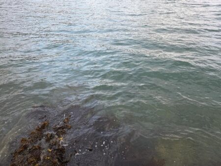 この時期にこやつが