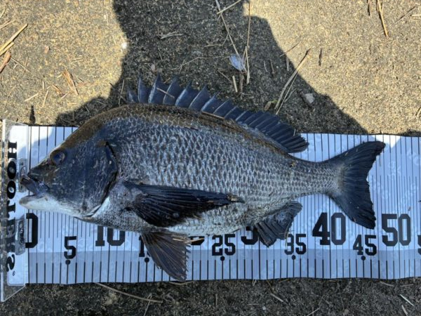 イチノ兄弟、釣果！