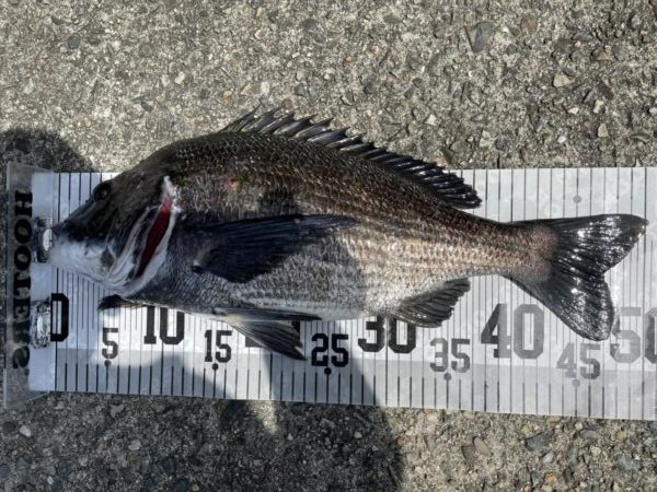 イチノ兄弟、釣果!