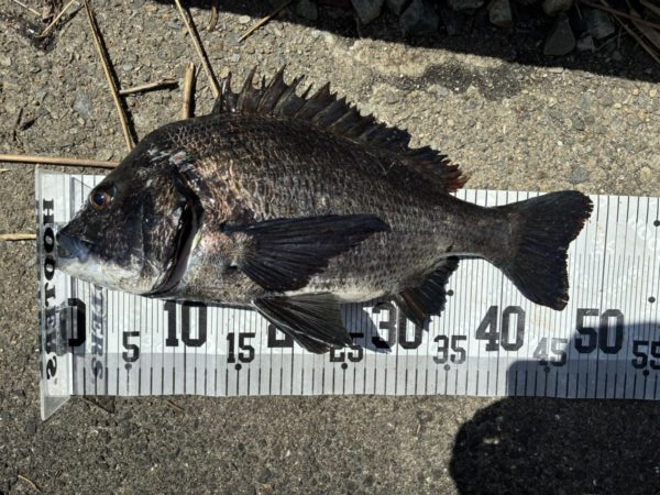 イチノ兄弟、釣果！