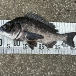 イチノ兄弟、釣果！