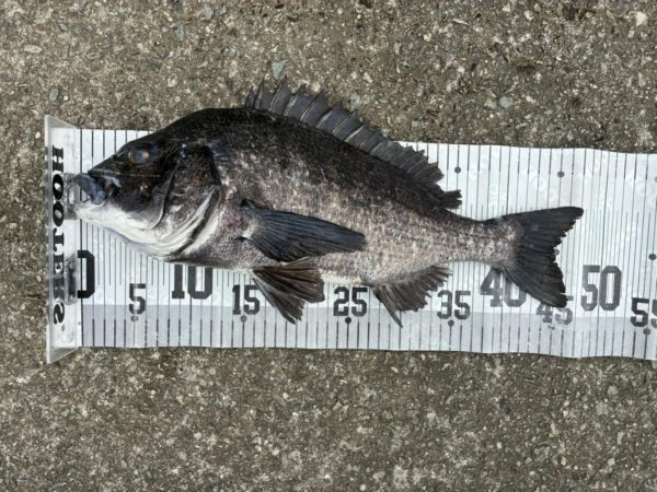 イチノ兄弟、釣果！