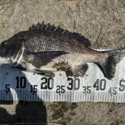 イチノ兄弟、釣果！