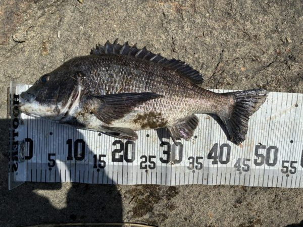 イチノ兄弟、釣果！