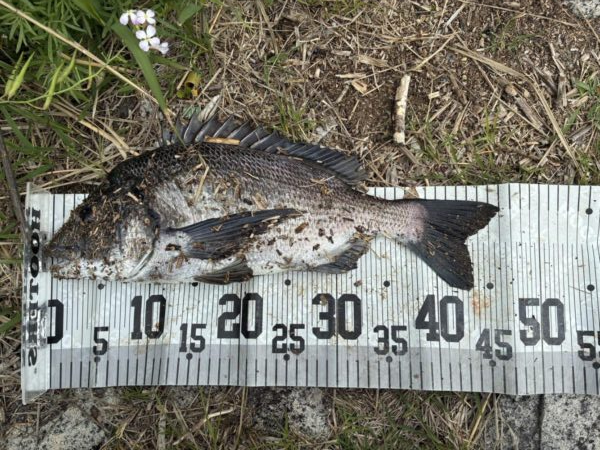 イチノ兄弟、釣果！