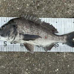 イチノ兄弟、釣果！