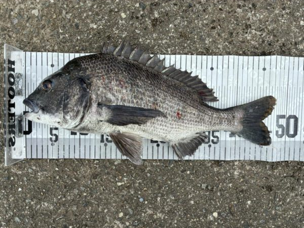 イチノ兄弟、釣果！