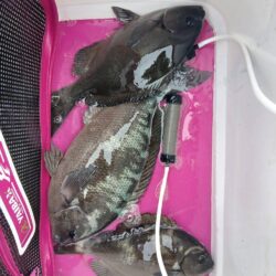 和歌山市江（吉丸渡船）でグレ釣り