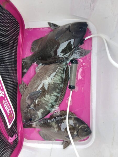 和歌山市江（吉丸渡船）でグレ釣り