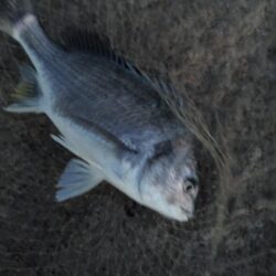 ノッコミスタート シーバスも