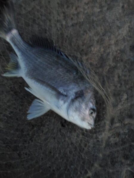 ノッコミスタート シーバスも