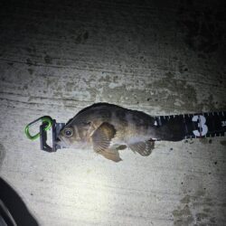 メバルの活性が高いシーズン到来