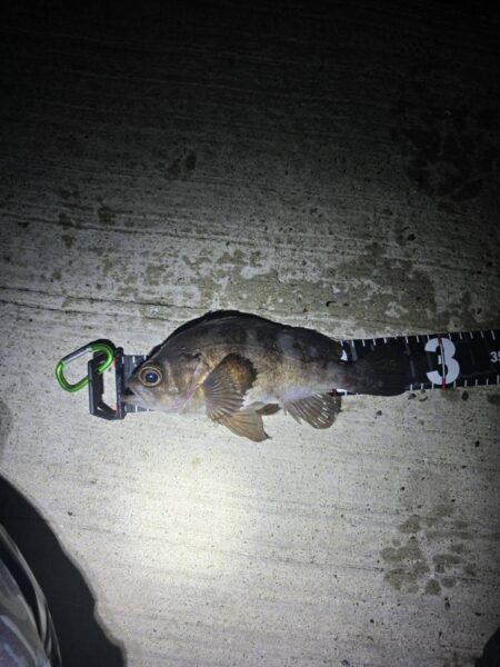 メバルの活性が高いシーズン到来