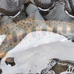 引原本流で良型連発！