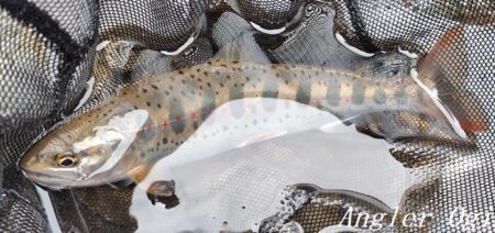 引原本流で良型連発！