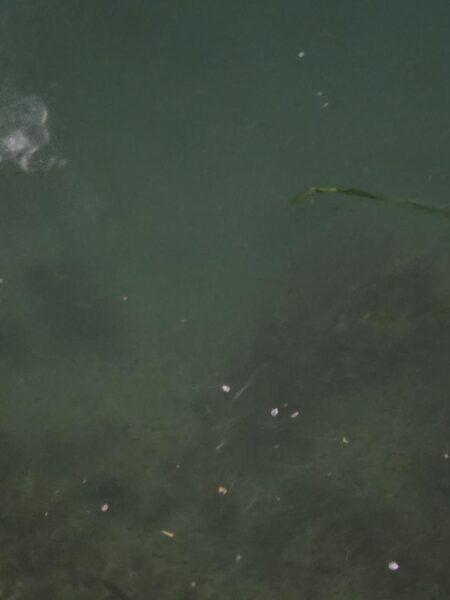 久しぶりの好釣果