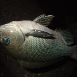 ニューロッドで