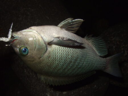 ニューロッドで