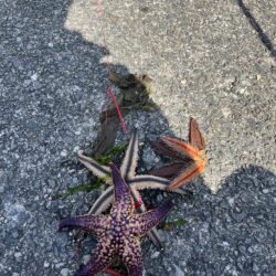 花見カレイ前線2輪咲