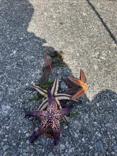 花見カレイ前線2輪咲