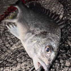 ヘチって来ました