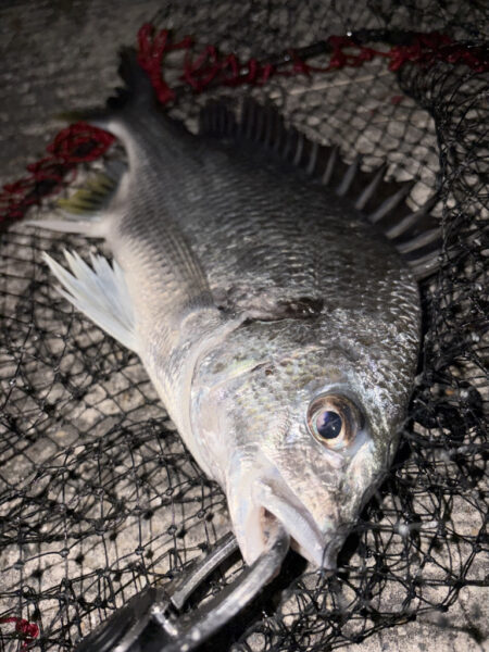 ヘチって来ました