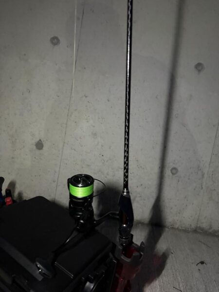 チニングでシーバス