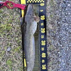 仕事帰りのナマズ釣り