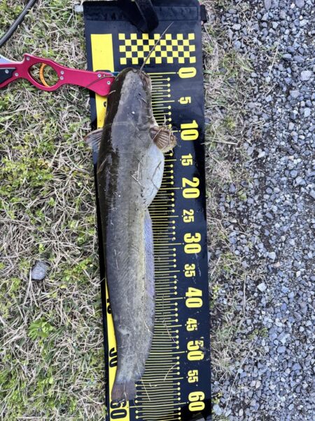 仕事帰りのナマズ釣り