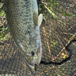 淀川ビッグバス！