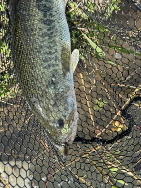 淀川ビッグバス！