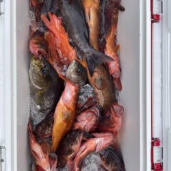 ロックショアゲーム