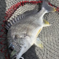 ヘチって来ました