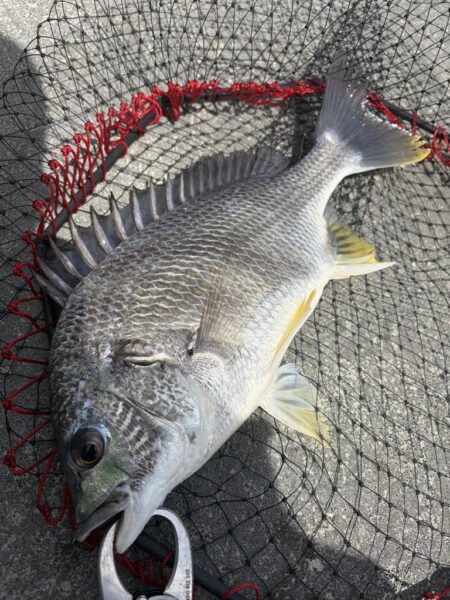 ヘチって来ました