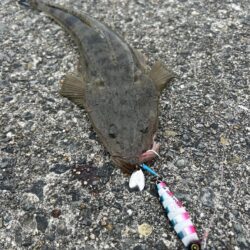 サゴシ　マゴチ