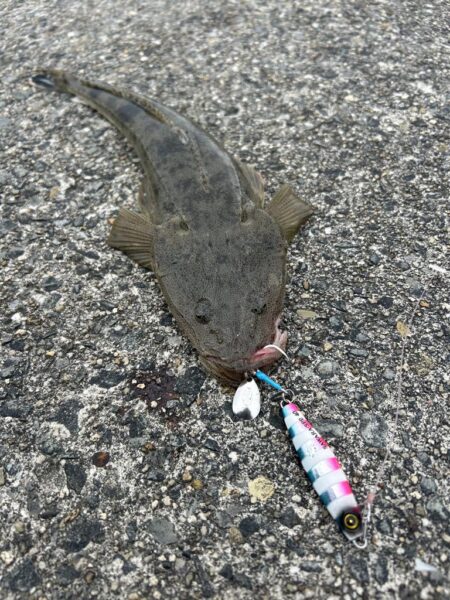 サゴシ　マゴチ